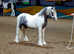 TOP CLASS COLOURED GELDING - NATIVE BLUE & WHITE PB