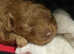 Red tiny Toy Poodle