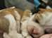 Stunning lhasa apso puppies