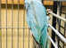 Beautiful Baby blue Ringneck talking parrot