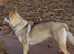 Czechoslovakian x Low content Wolfdog