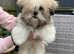Adorable Lhasa Apso puppy for sale. 1 boy left