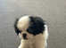 Japenese chin