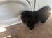 Beautiful 8month old male cockerpoo