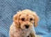 1 Cavachon Boy looking for home