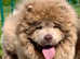 Stunning lilac chow chow female 8 months old