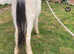 Filly's and colts