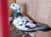 Coloured racers pigeons for sale