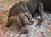 Staffordshire bull terrier puppies  for sale  1 pure black blue trojan  bull K C REGISTERED