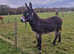Donkeys for Sale - Must Go Together