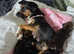 Border Terrier pups