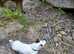 Jackrussell terrier ( FOR STUD ONLY )