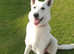 KC registered White Swiss Shepherd puppies