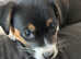 Jack Russell pups for sale girls 5 weeks