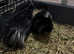 Guinea pigs pair of males for rehoming