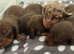 Kc reg pra clear pups