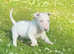3outstanding Bullterrier males