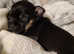 Russian Toy Terrier for sale