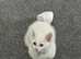 White fluffy kitten 10 weeks old Turkish van needs to be re homed