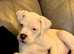 Alapaha blue blooded bulldog Nellie 1 and half years old