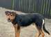 German shepherd x Rottweiler
