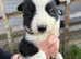Litter of 8 border collies for sale