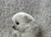Adorable Pomeranian Puppies