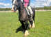 14.2hh chunky cob mare family alrounder