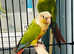 Beautiful baby pineapple conure Talking parrot