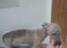 KC Whippet pups last two. 1 Female, 1 Male