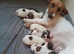 JACK RUSSELL PUPS READY 2 WEEKS