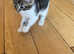 Beautiful kittens ready to be homed