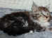 Norwegian Forest Mix European Maine coon kittens