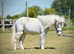 Rare Max White Partbred Falabella Filly