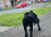 back female Staffordshire Bull Terrier pup
