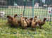 Khaki Campbell ducklings for sale