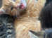 Beautiful British shorthair x kittens ready to leave now