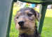 Jagd terrier x lakeland terrier rough coat puppys only 3 left