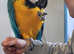 Macaw for sale handreared male