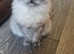 6month old male siberian neva smoky colour