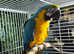Macaw parrot Glasgow
