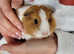 Baby boy guinea pigs unrelated