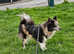 Very rare Beautiful merle pomskie (pomeranian x husky) girl