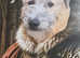 Bedlington terrier greyhound Cross lurcher