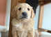 Stunning litter of exceptionally well bred Retrievers