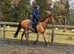 16.1hh ex Flat Super Hacker***Deposit now Taken ***