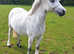 Lovely lead rein/FR showing prospect