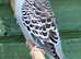 Two baby, Budgies