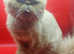 Red Exotic Persian Female