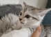 Beautiful Scottish Fold x 1 left